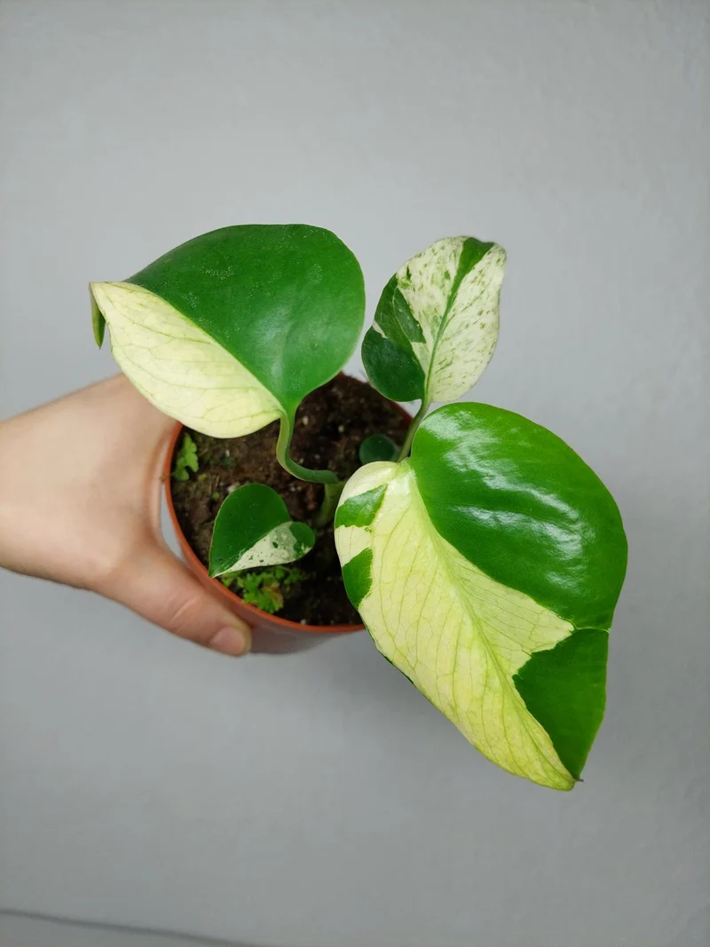 Monstera Jungle Mint
