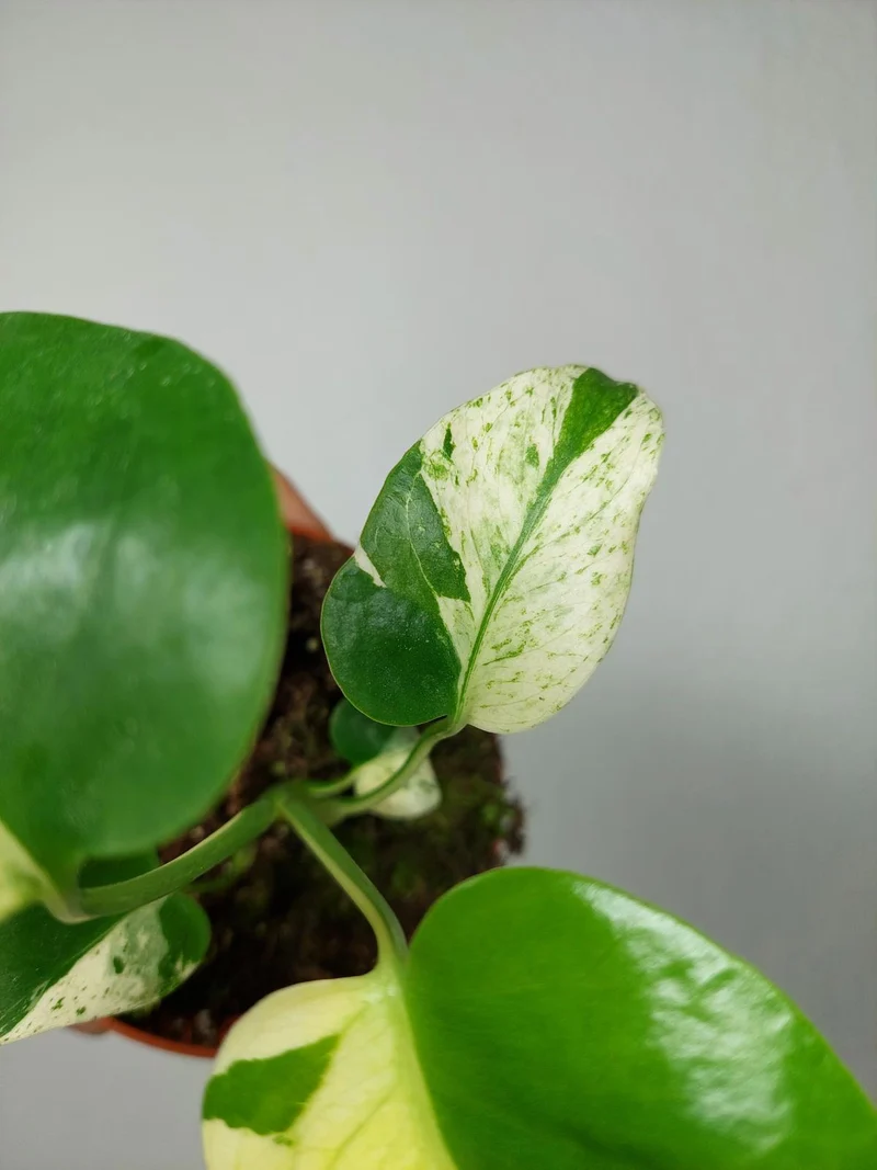 Monstera Jungle Mint