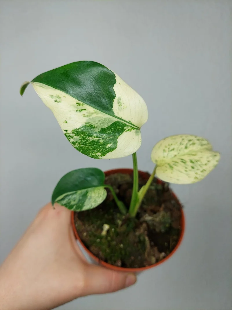 Monstera Jungle Mint