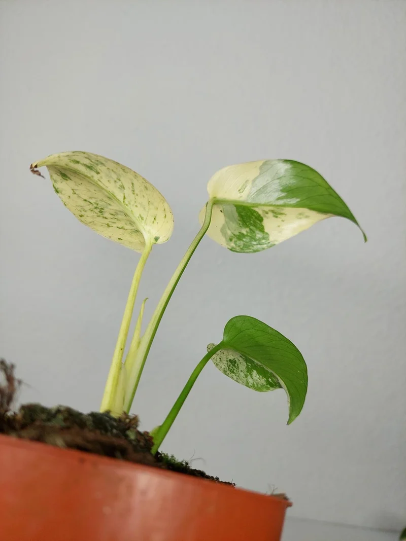 Monstera Jungle Mint