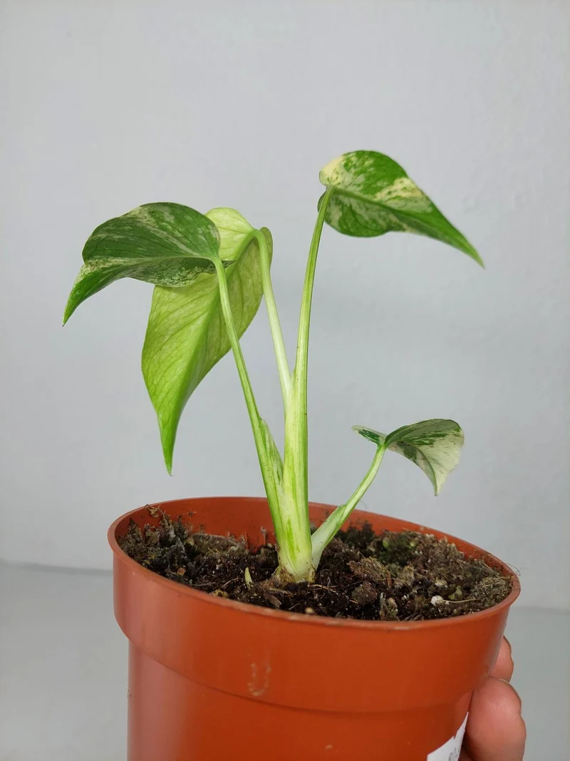 Monstera Jungle Mint