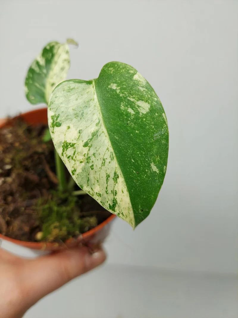 Monstera Jungle Mint