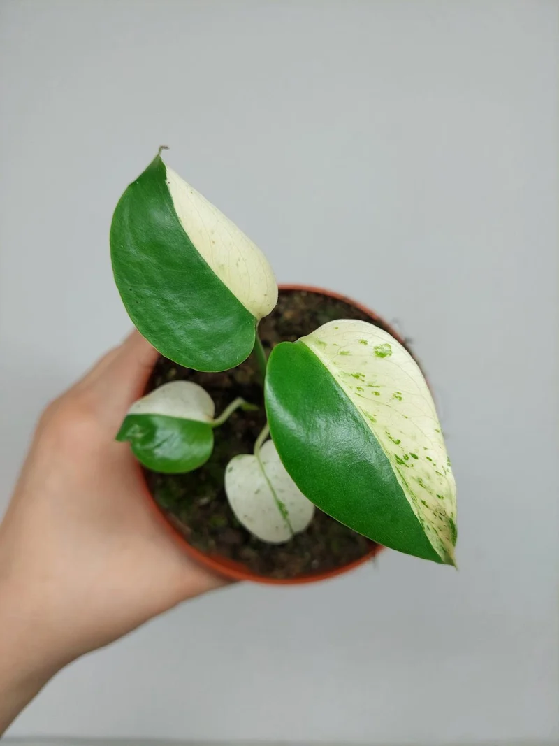 Monstera Jungle Mint