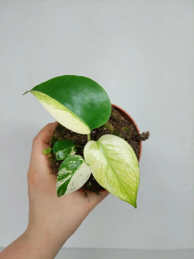 Monstera Jungle Mint