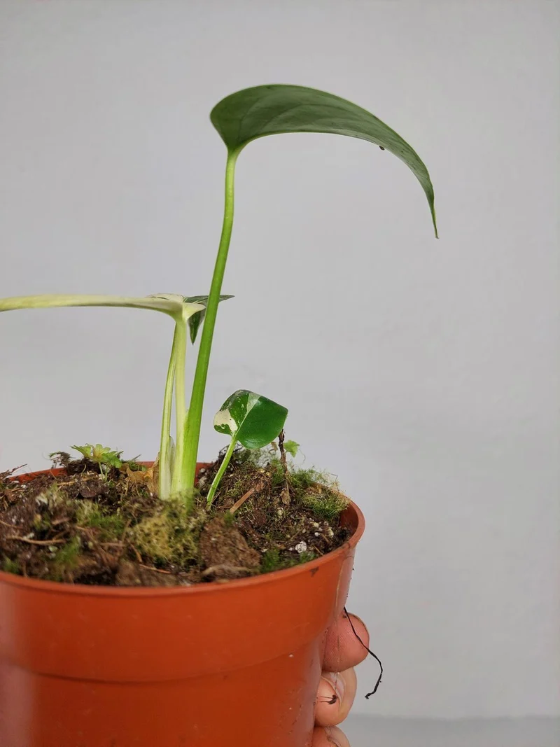 Monstera Jungle Mint