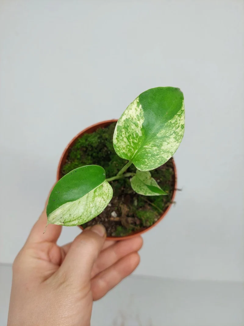 Monstera Jungle Mint