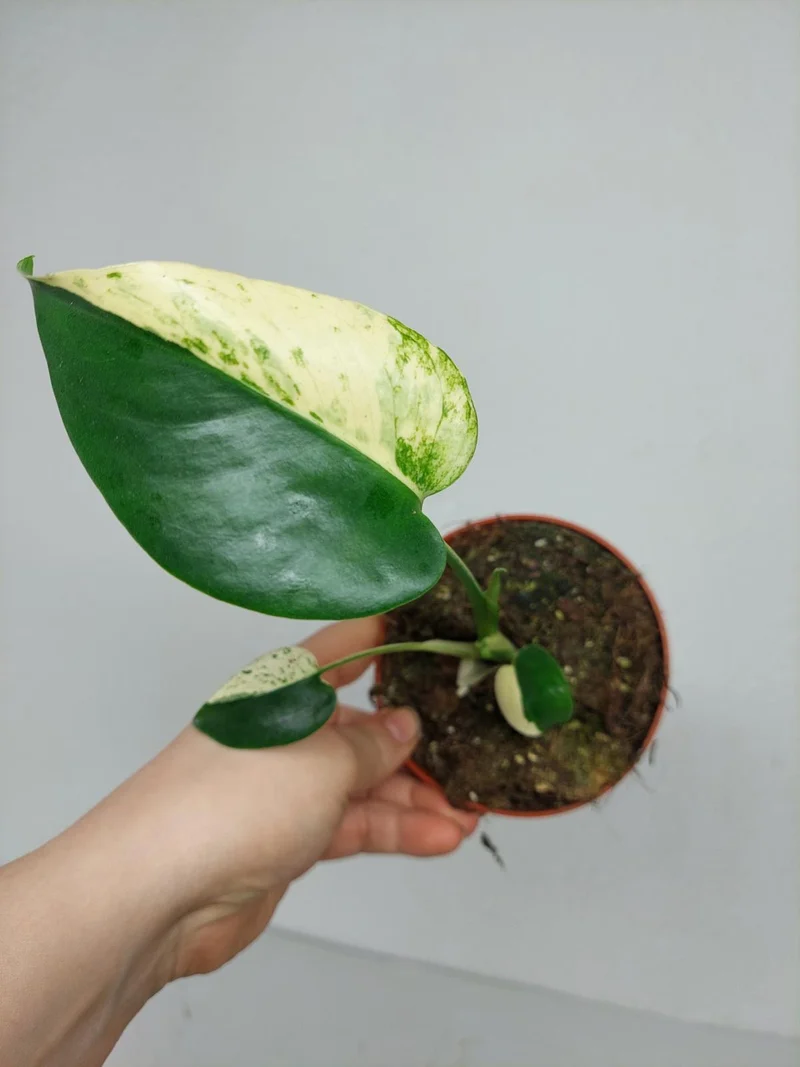 Monstera Jungle Mint