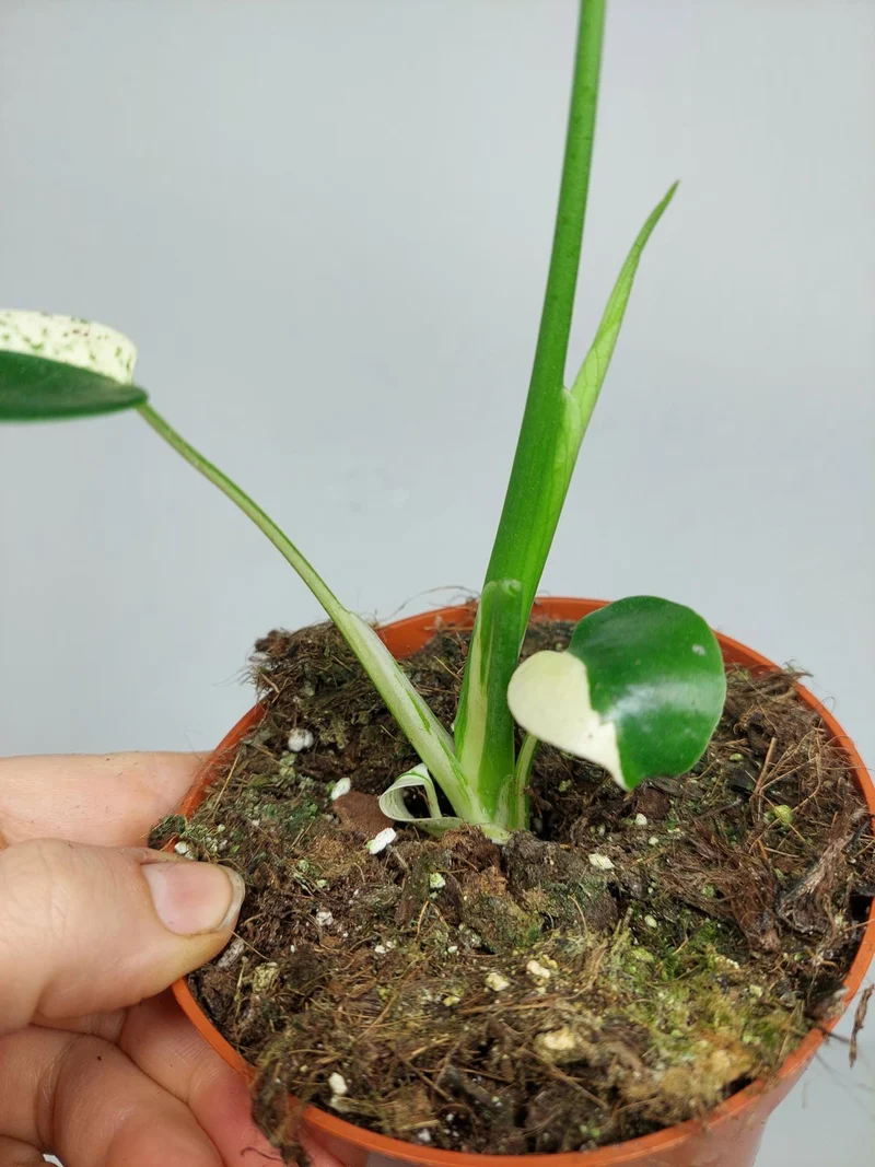 Monstera Jungle Mint