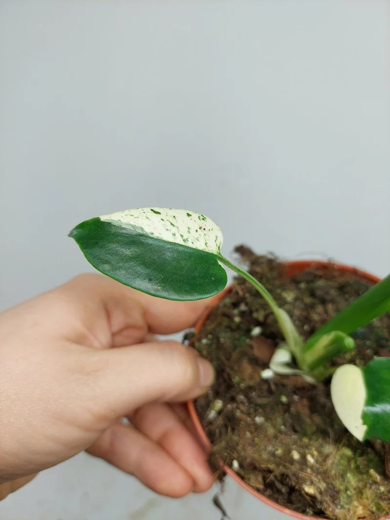 Monstera Jungle Mint