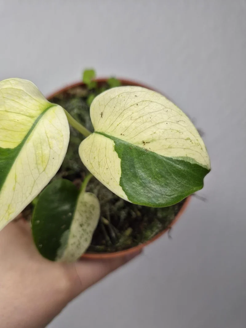 Monstera Jungle Mint