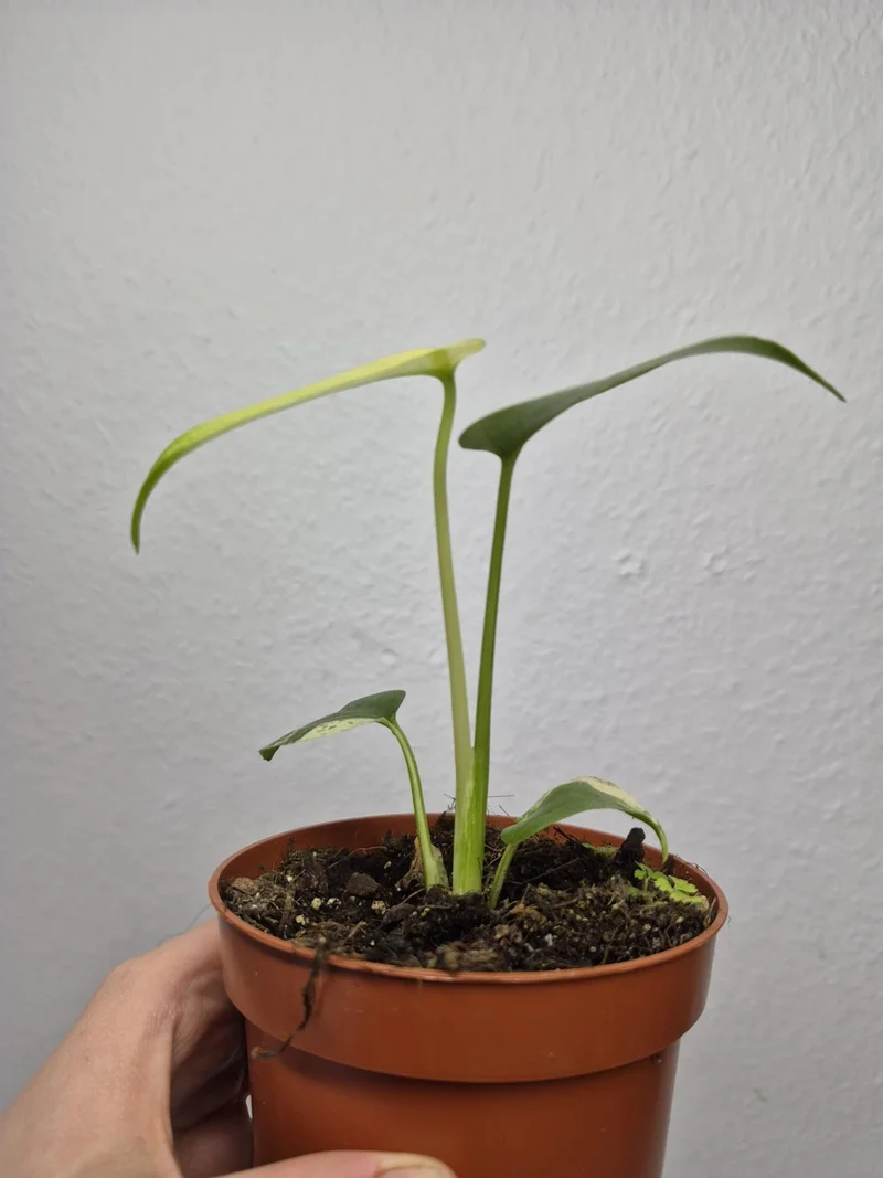 Monstera Jungle Mint