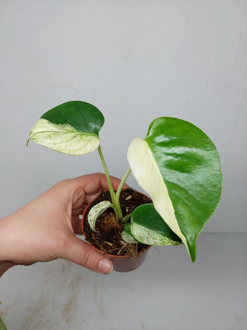 Monstera Jungle Mint