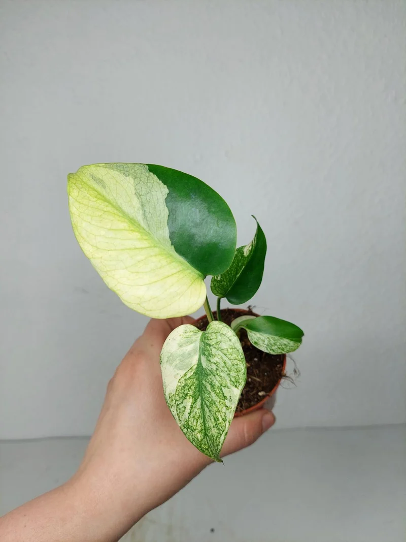 Monstera Jungle Mint