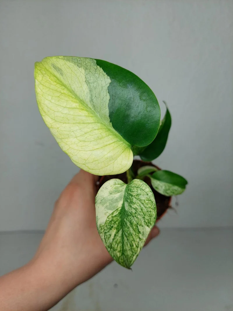 Monstera Jungle Mint