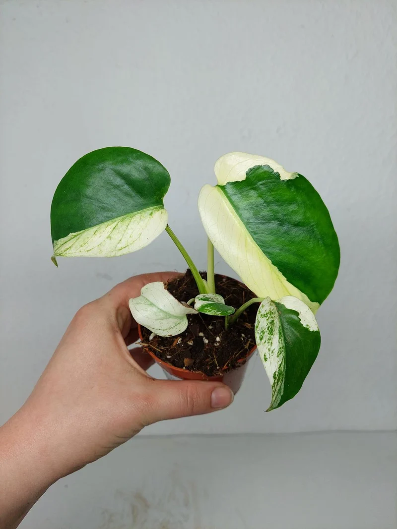 Monstera Jungle Mint