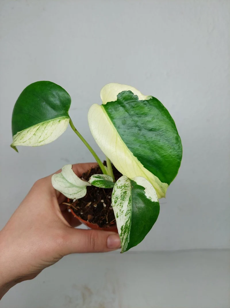 Monstera Jungle Mint