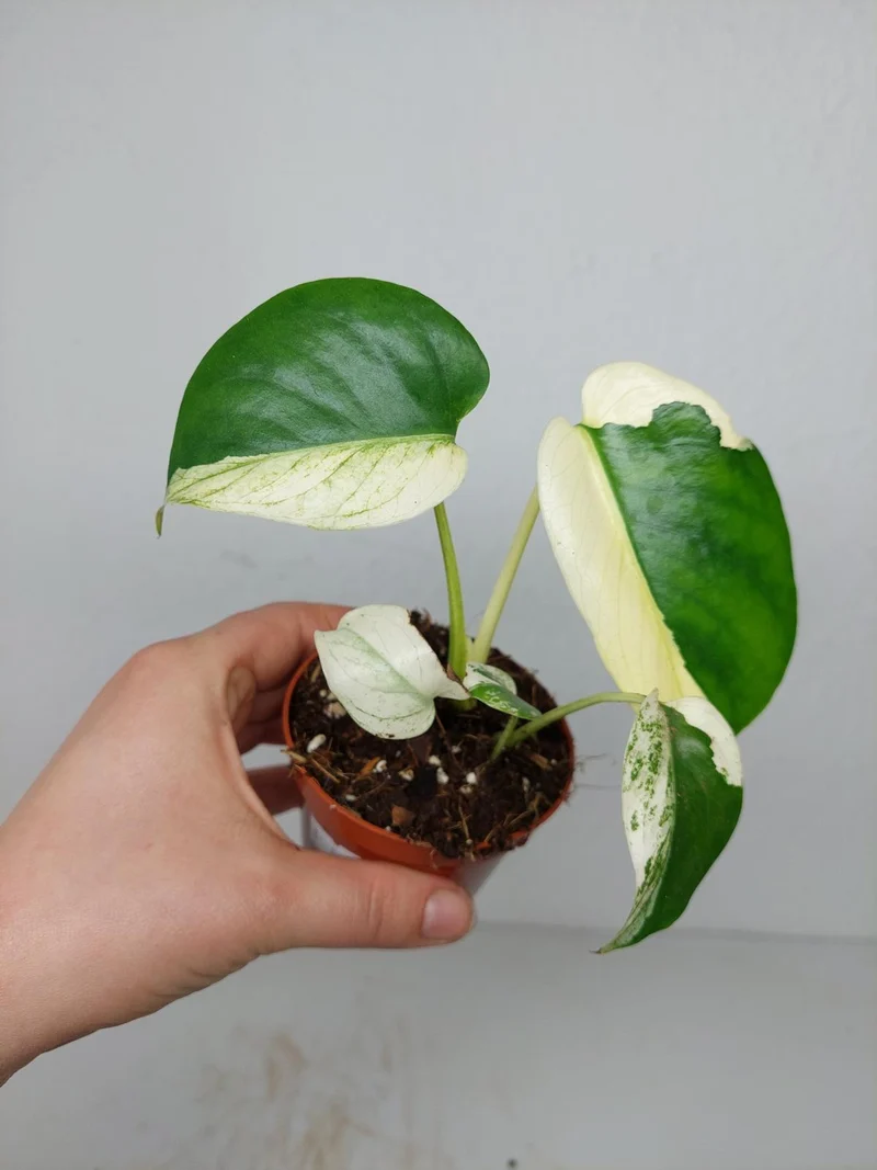 Monstera Jungle Mint