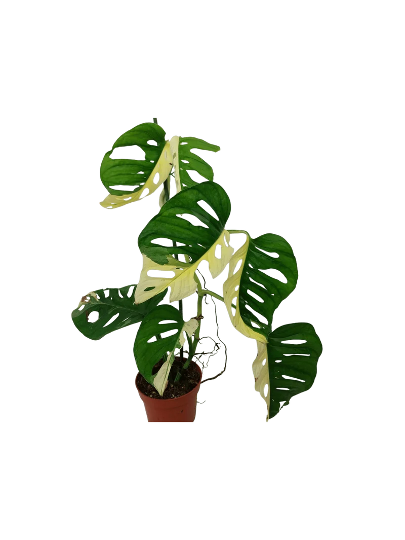 Monstera Adansonii Variegata