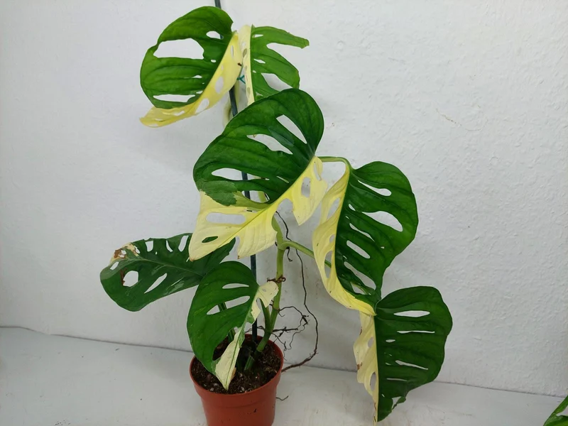 Monstera Adansonii Variegata