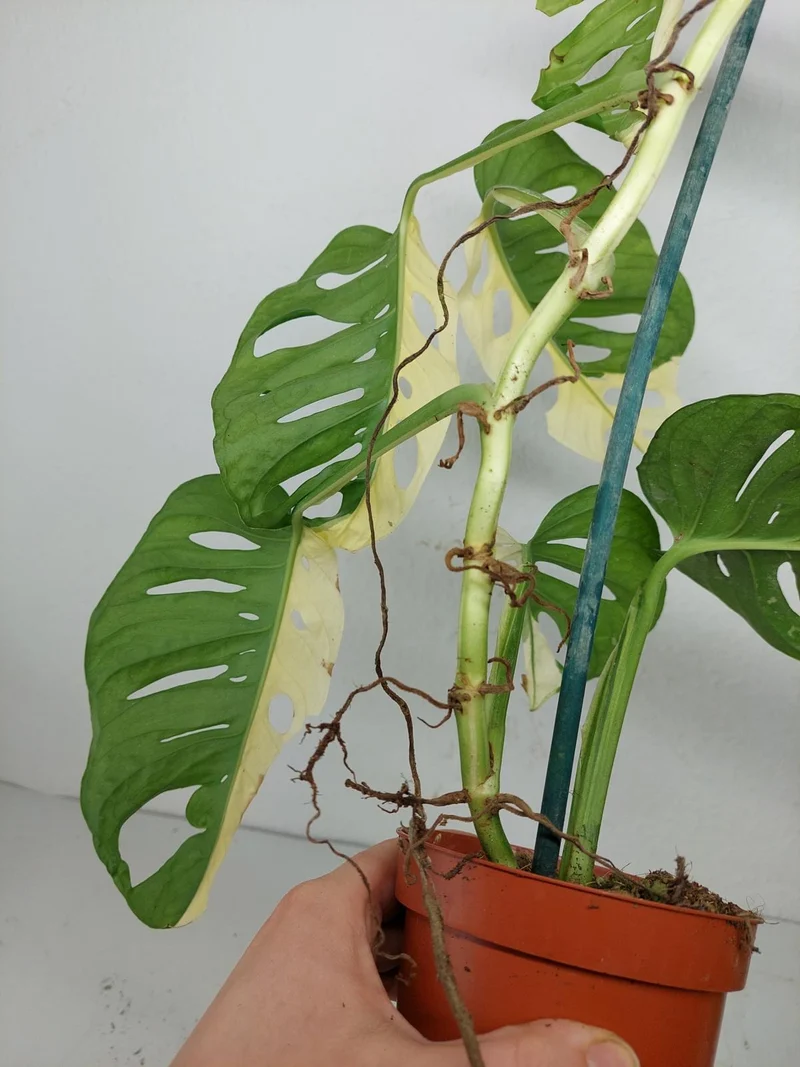 Monstera Adansonii Variegata
