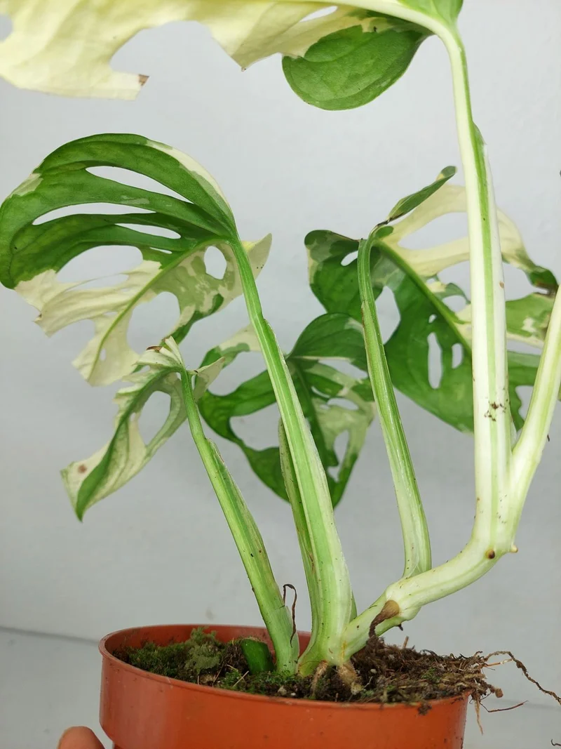 Monstera Adansonii Variegata