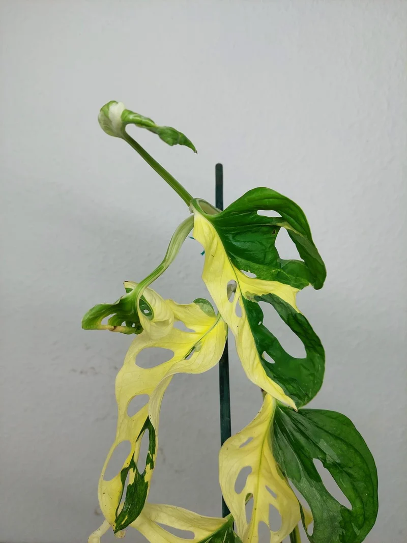 Monstera Adansonii Variegata