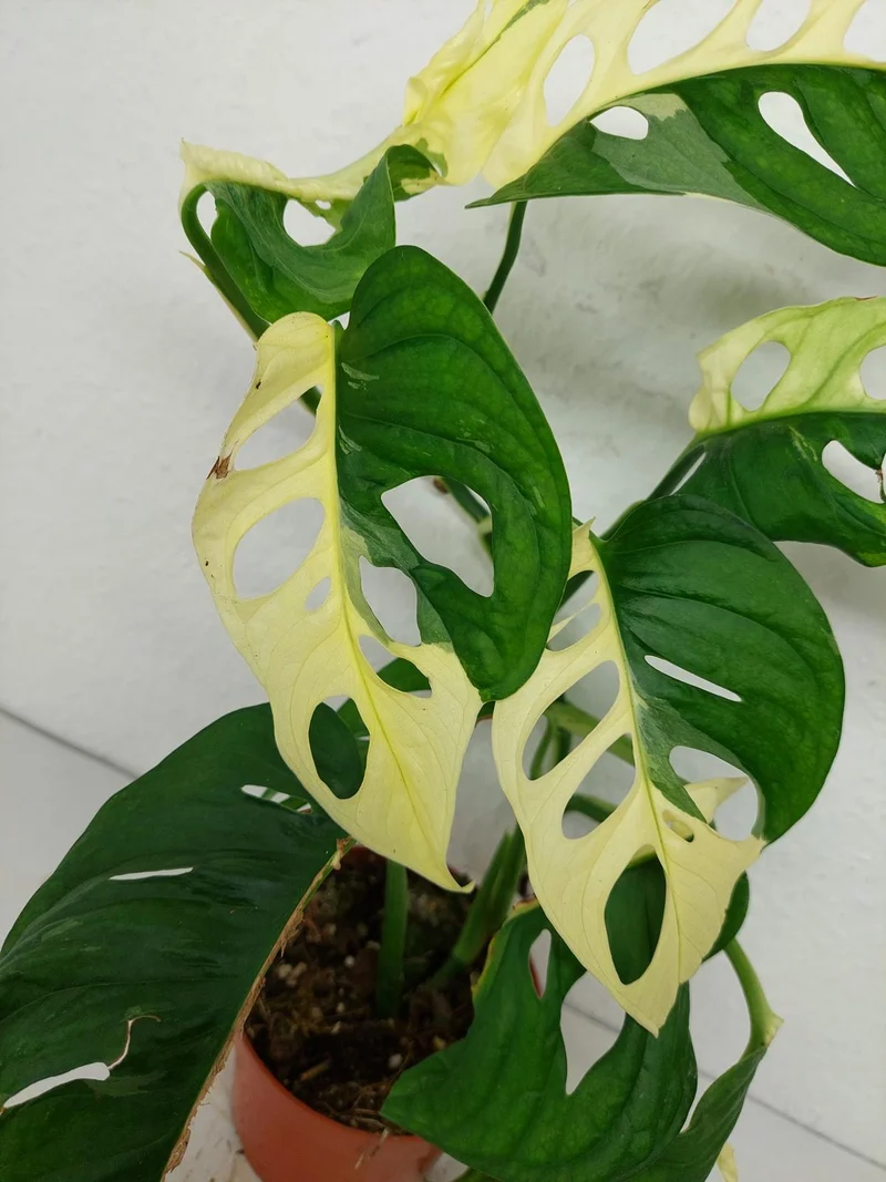 Monstera Adansonii Variegata