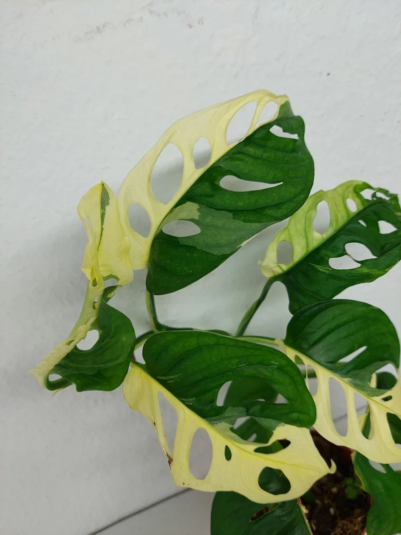 Monstera Adansonii Variegata