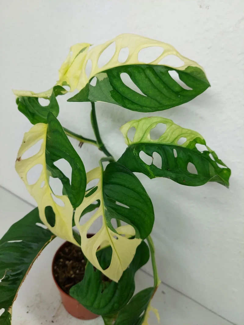 Monstera Adansonii Variegata