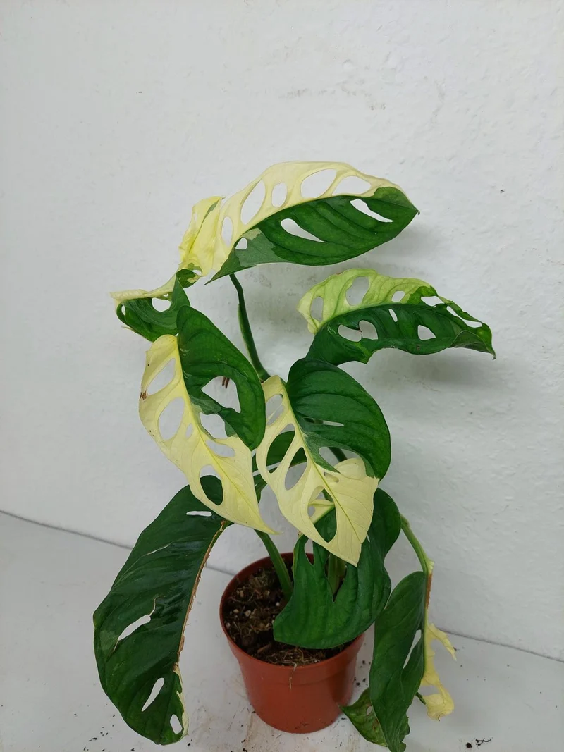 Monstera Adansonii Variegata