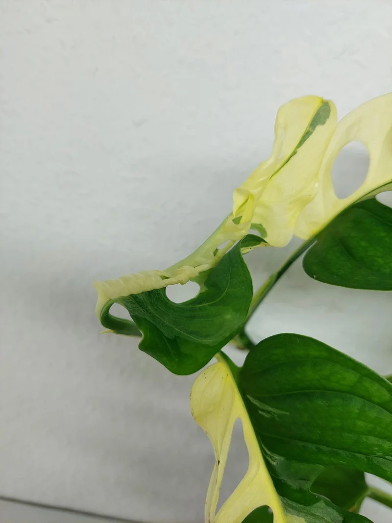 Monstera Adansonii Variegata
