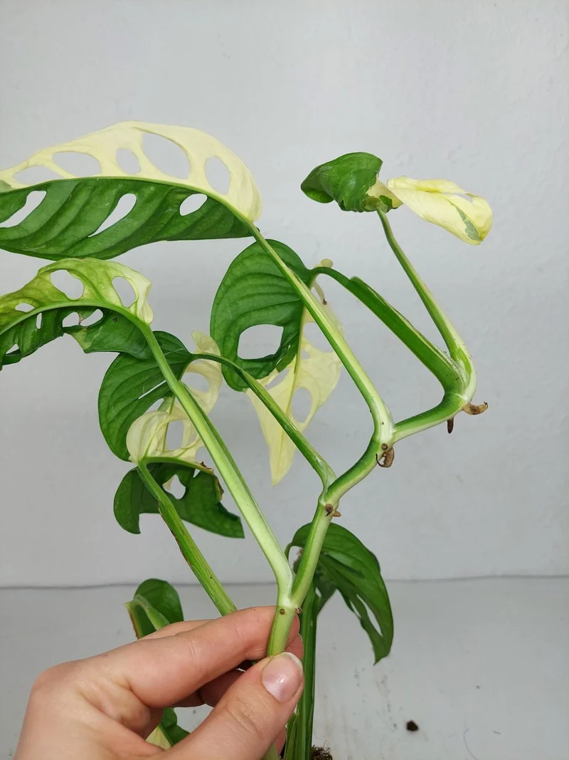 Monstera Adansonii Variegata