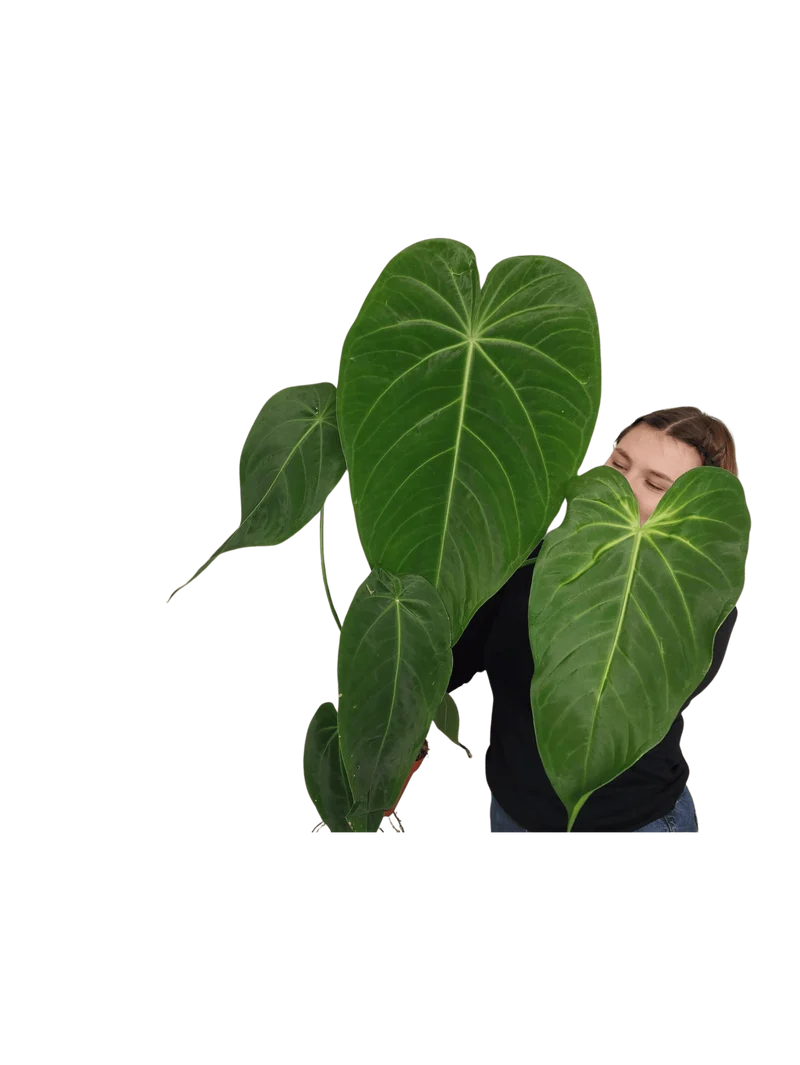 Anthurium Warocqueanum x Waterburyanum