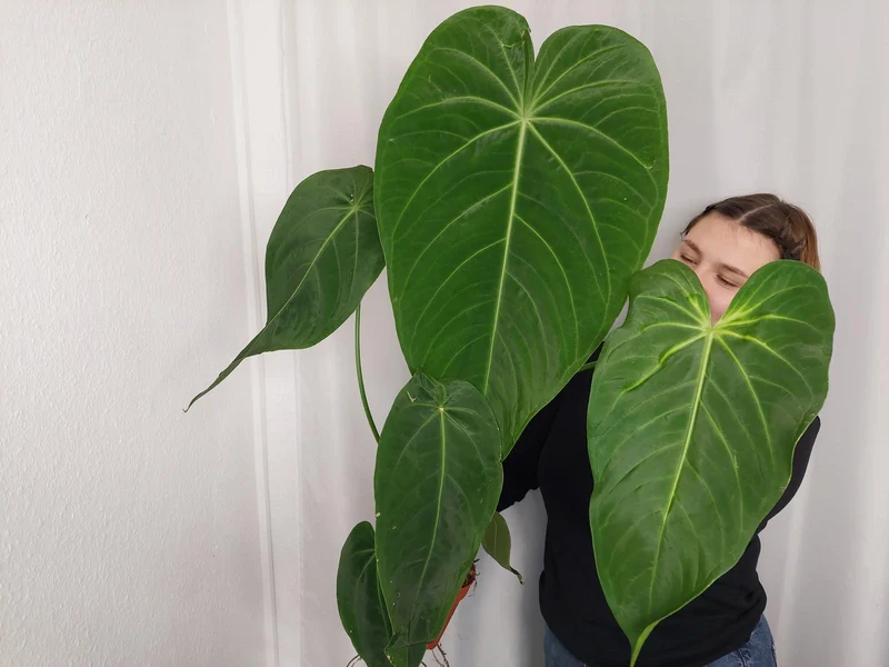 Anthurium Warocqueanum x Waterburyanum