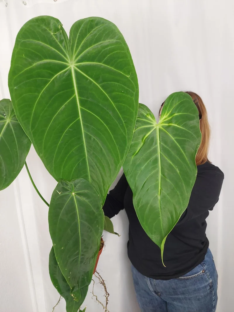 Anthurium Warocqueanum x Waterburyanum