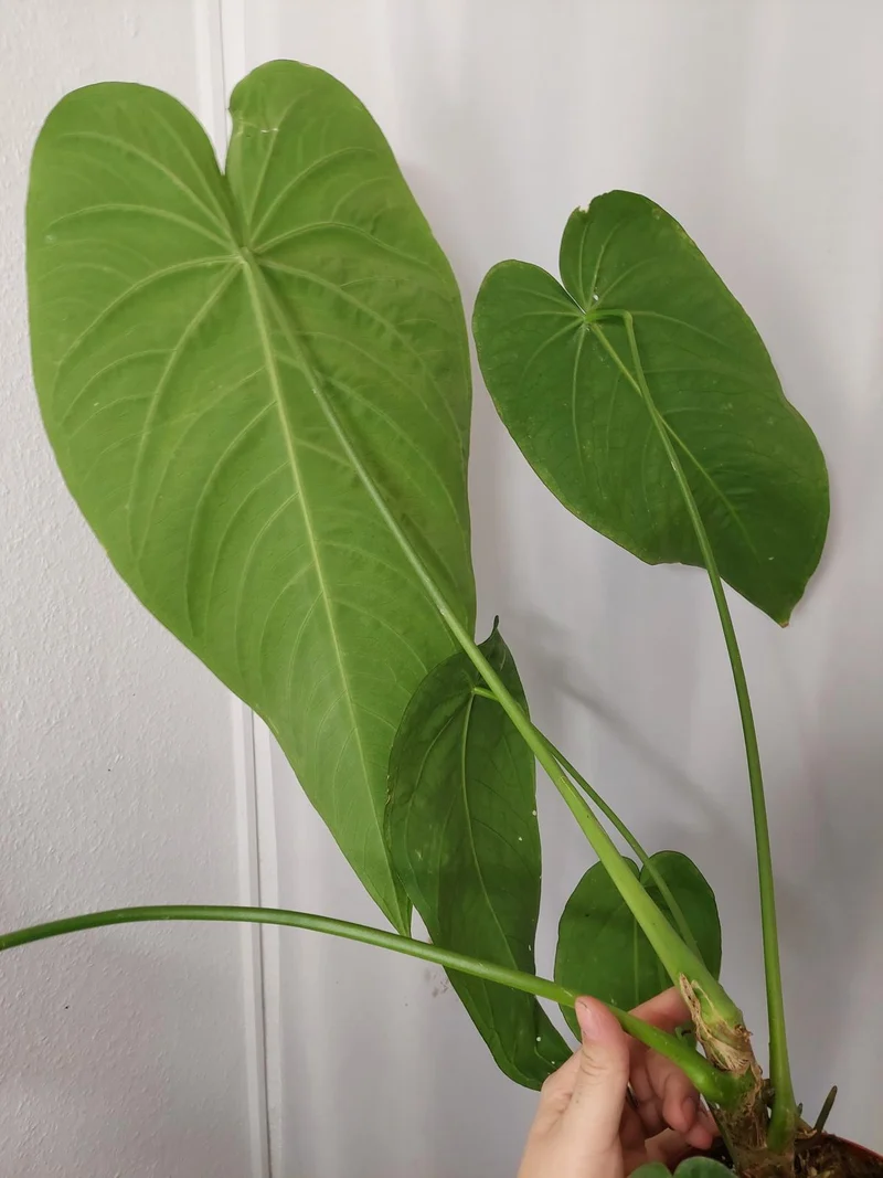 Anthurium Warocqueanum x Waterburyanum