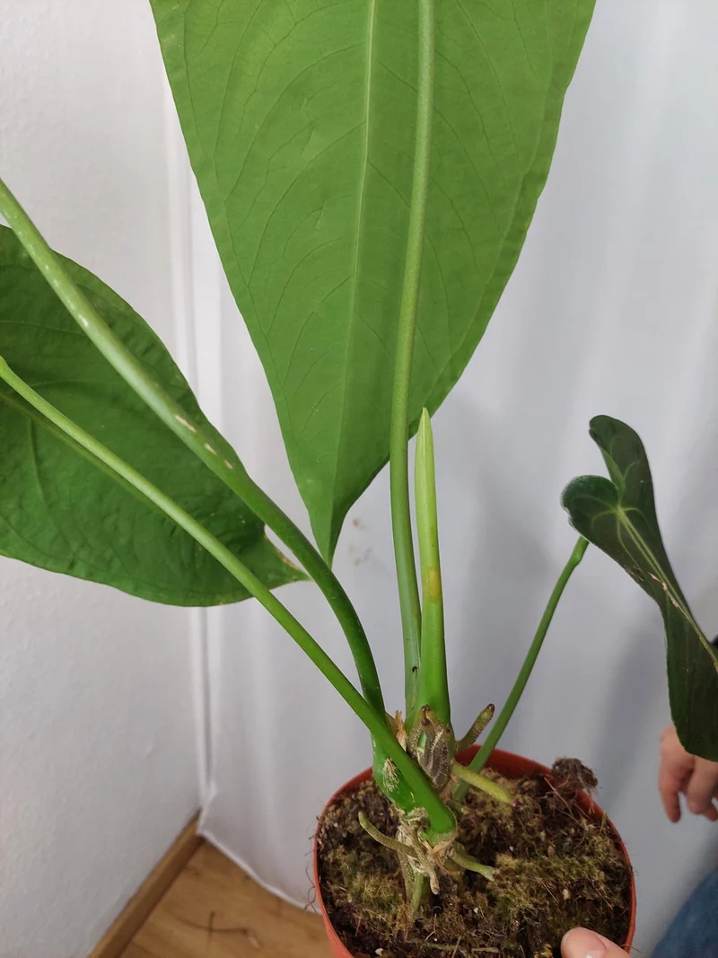 Anthurium Warocqueanum x Waterburyanum