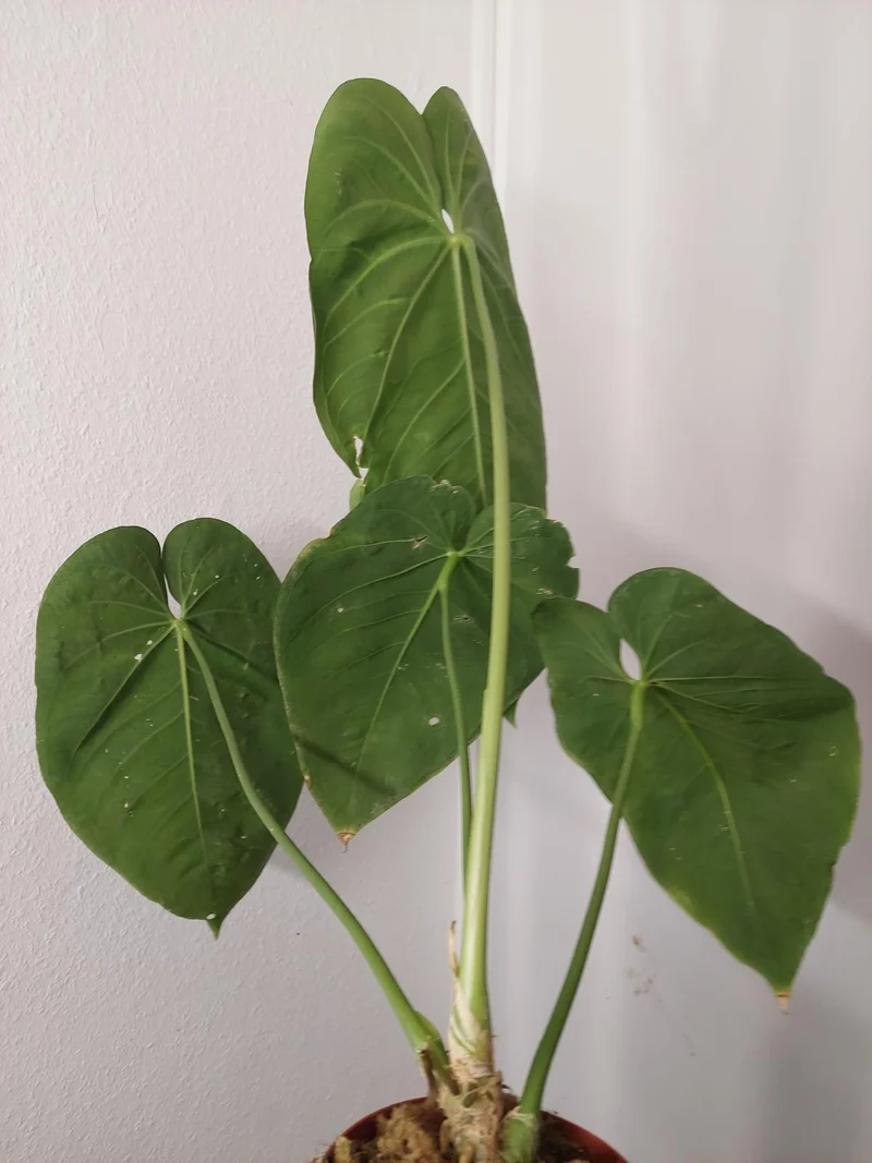 Anthurium Warocqueanum x Waterburyanum