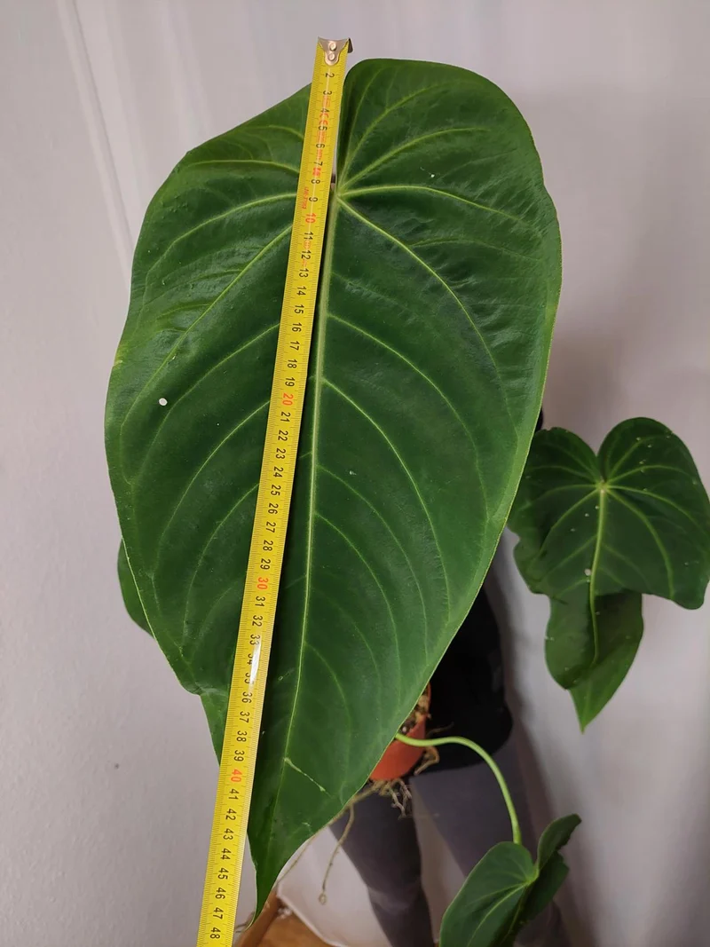 Anthurium Warocqueanum x Waterburyanum
