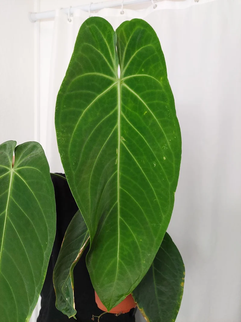 Anthurium Warocqueanum x Waterburyanum