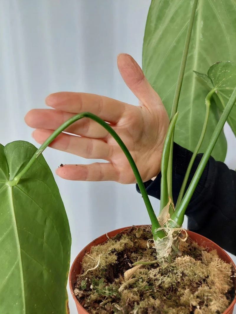 Anthurium Warocqueanum x Waterburyanum