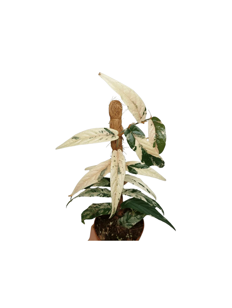 Ficus Sagittata Pink Variegata am Stab