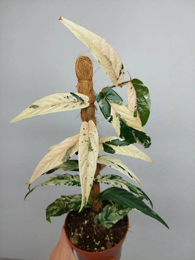 Ficus Sagittata Pink Variegata am Stab