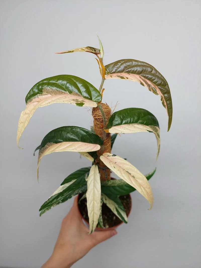 Ficus Sagittata Pink Variegata am Stab
