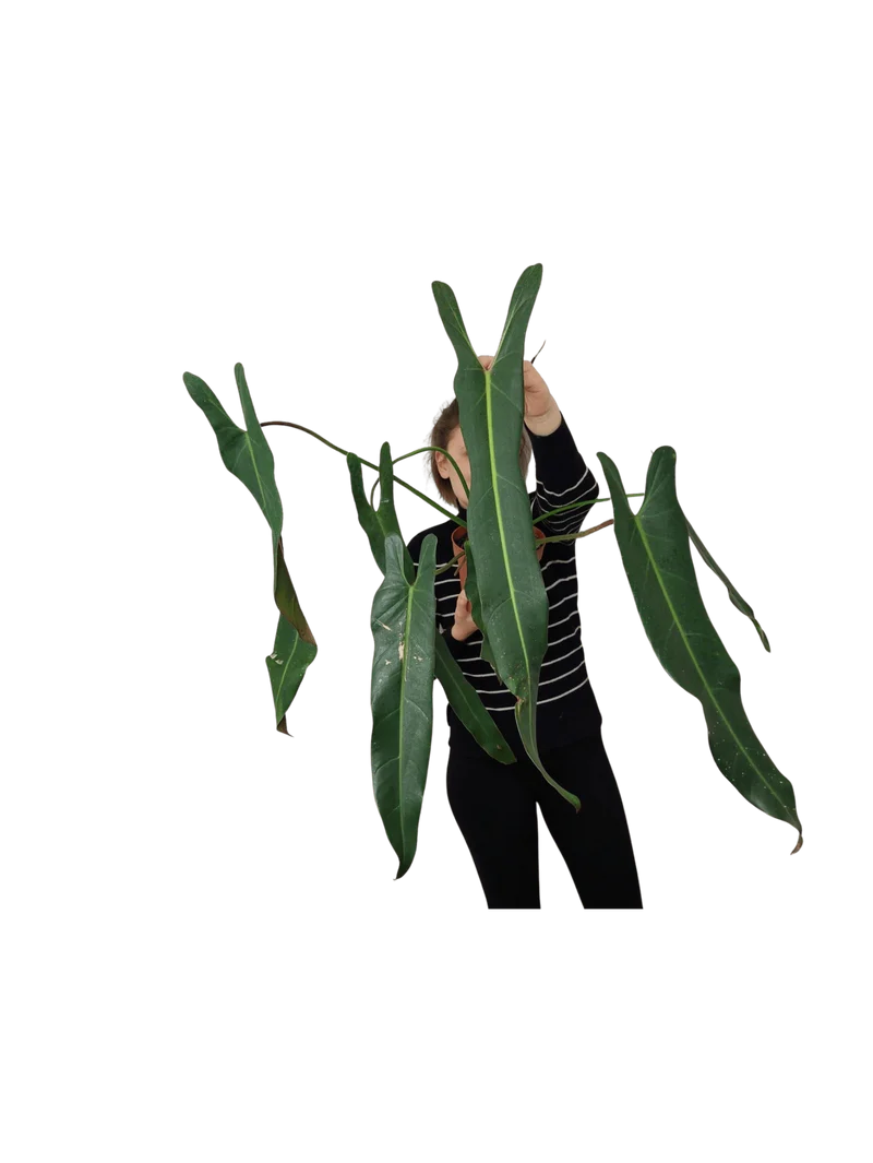 Philodendron Spiritus Sancti Adult