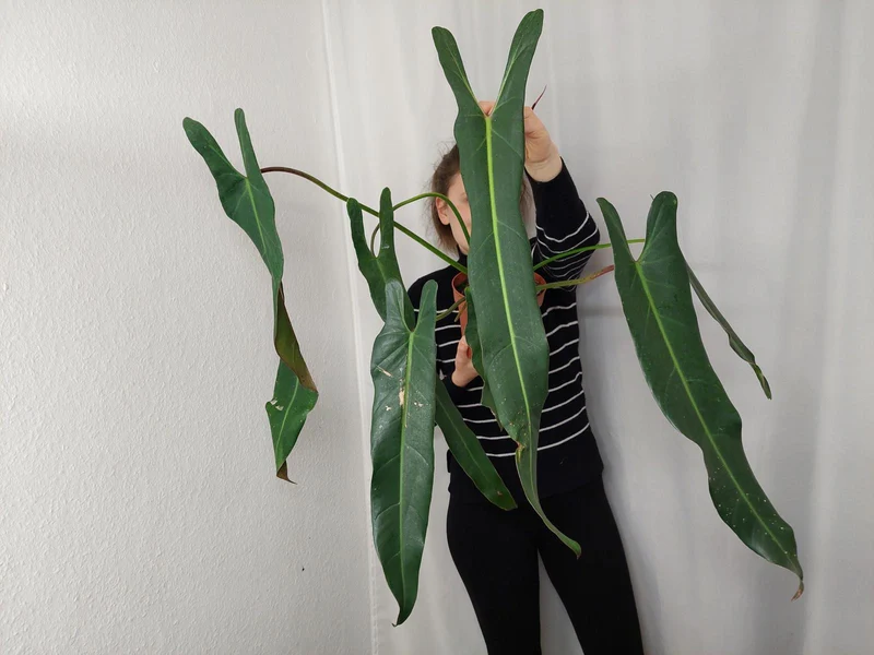 Philodendron Spiritus Sancti Adult