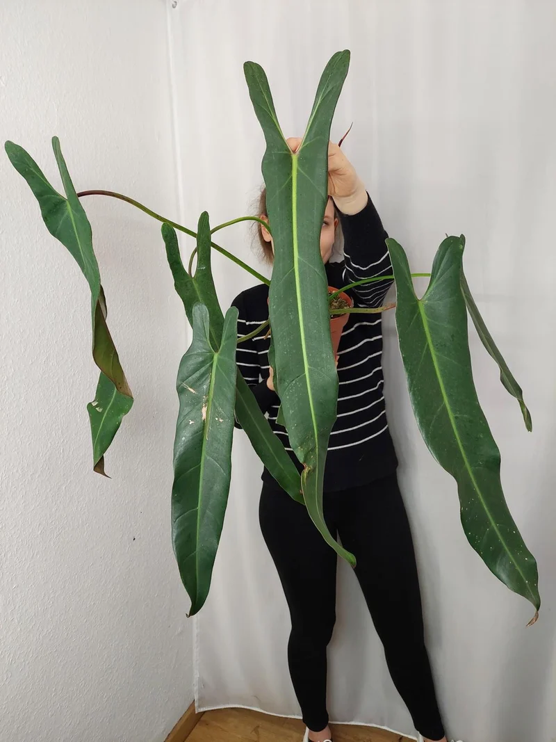 Philodendron Spiritus Sancti Adult
