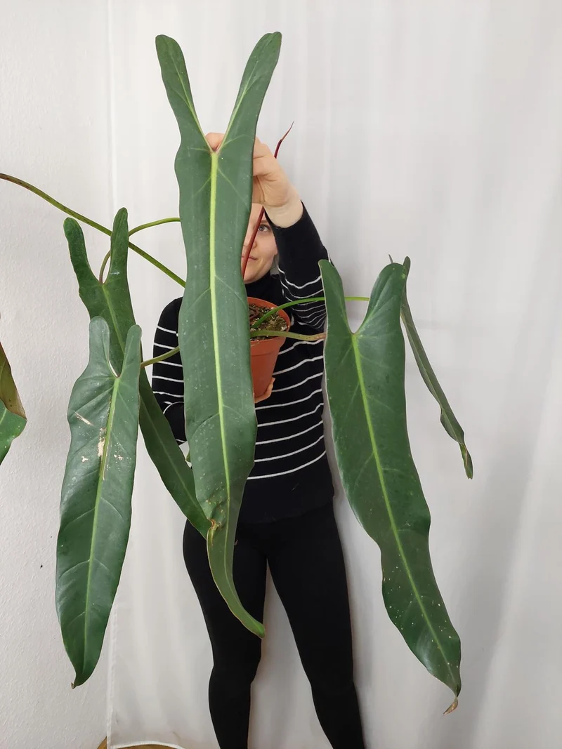 Philodendron Spiritus Sancti Adult