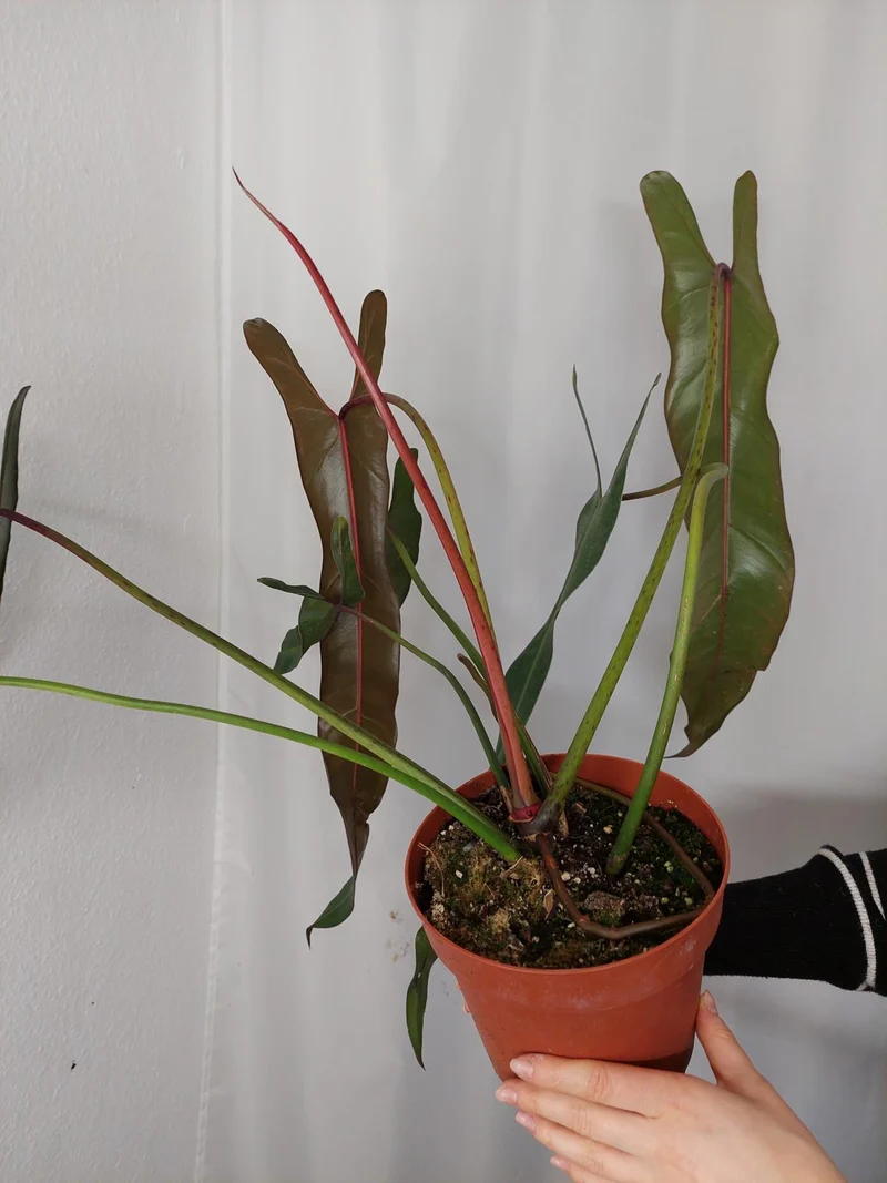 Philodendron Spiritus Sancti Adult