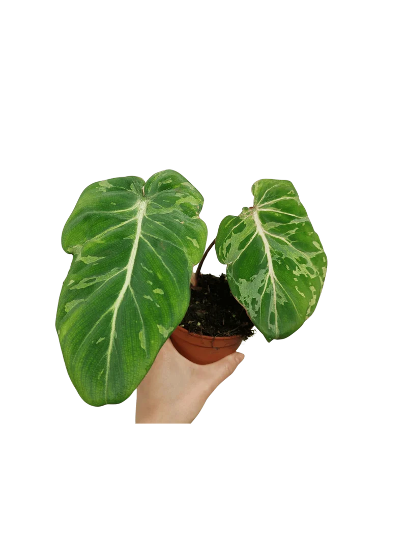 Philodendron Gloriosum Snow Leopard